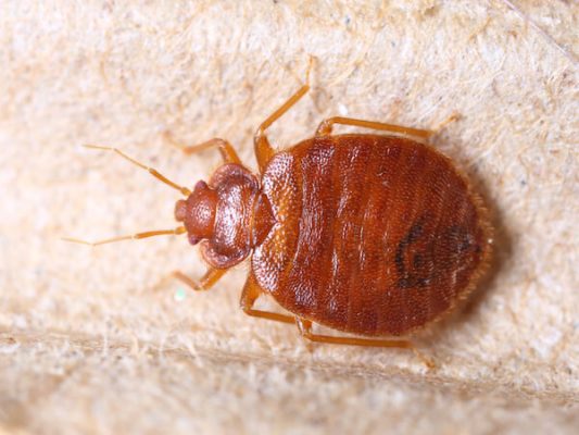 Bed Bugs Southern Maine | Maine Bed Bugs and Pest Control