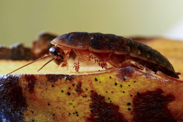 What Restaurant Owners Can Do to Prevent Pests