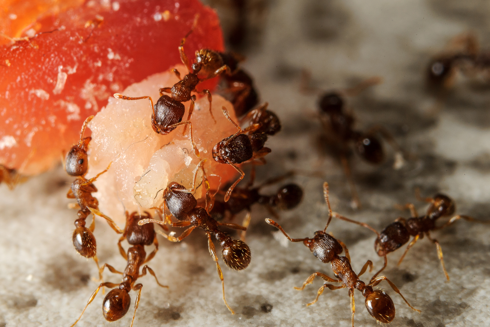 Southern Maine Ant Exterminators Maine Bed Bugs and Pest Control