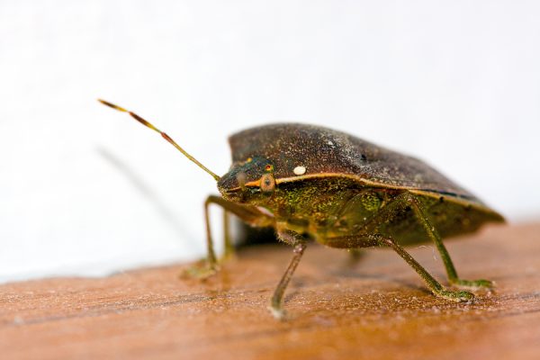 Bed Bug Travel Protection and Tips | Maine Bed Bugs and Pest Control