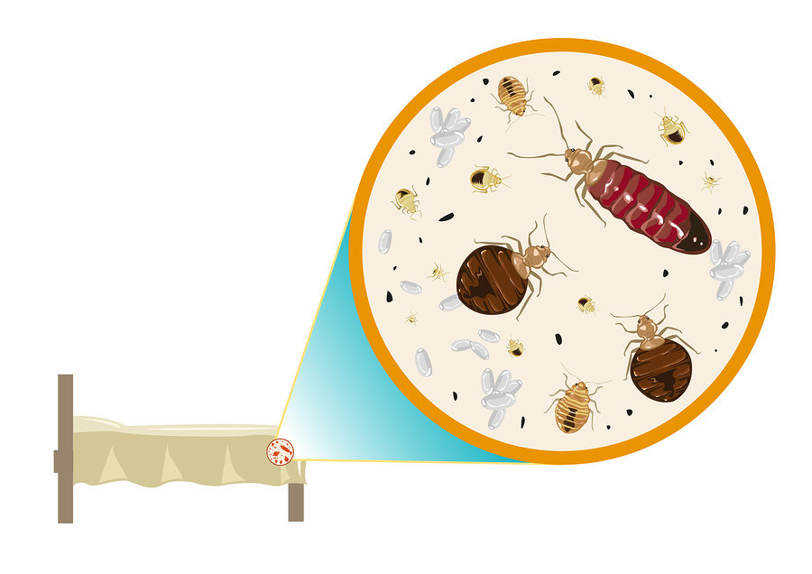 Maine Bed Bug's Heat Treatment - The Essentials | Maine Bed Bugs