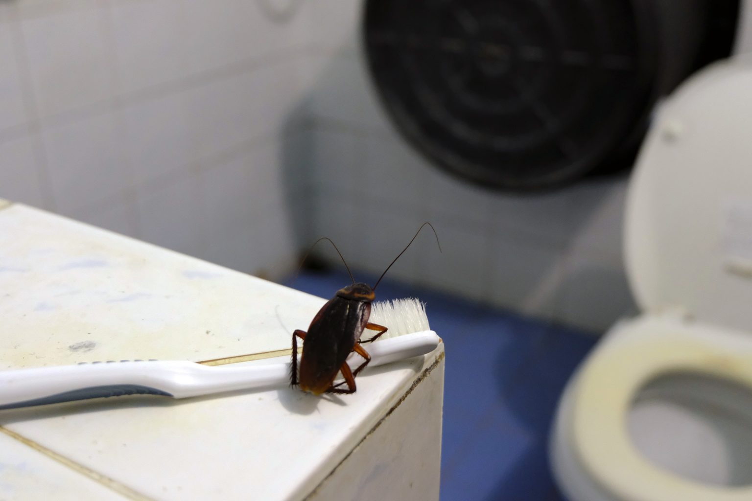 Could Your Portland Home Have Cockroaches? Know the Signs Maine Bed