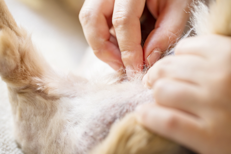 A hand looking for fleas on a dog to see if it's time to call a flea exterminator.