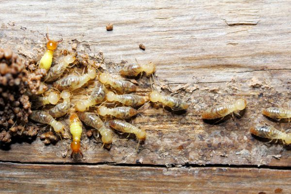 Seek Help If You Suspect You Have Termites In Your House In Lewiston, ME