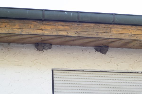 Removal of bee and wasp nests can be a pain, literally. Call a professional for safe removal