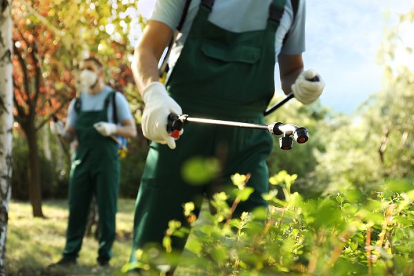 Summer Insects to Watch Out for and How to Control Them