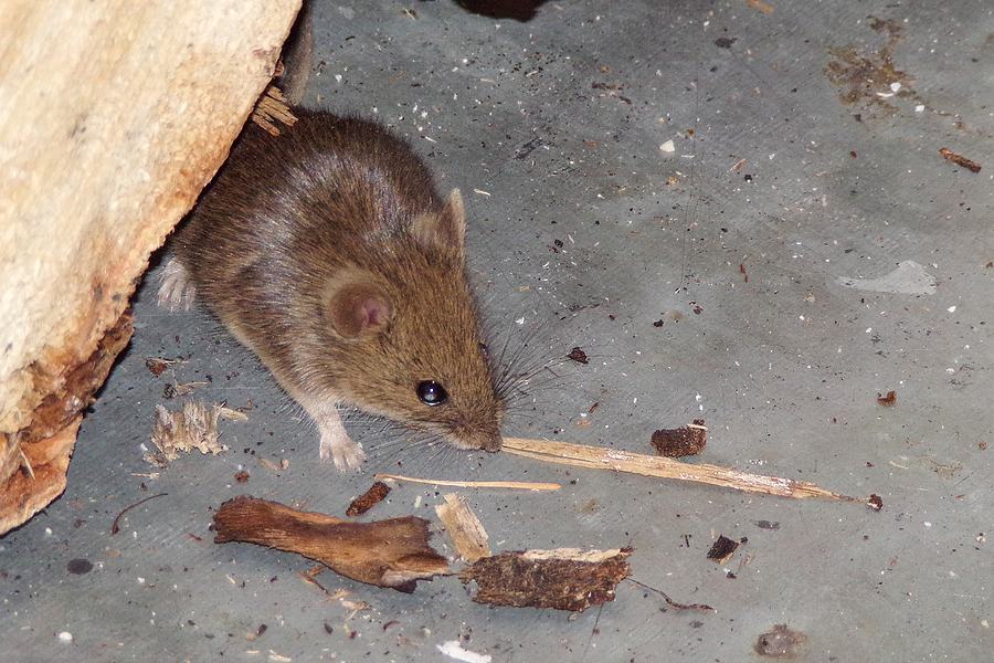 Be Proactive About Mice and Rodent Infestation