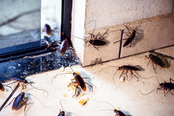 Time for a Cockroach Extermination