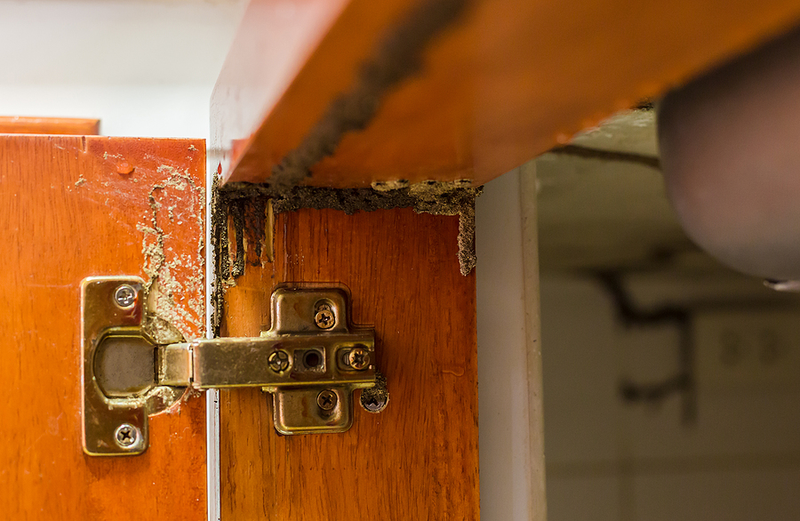 Could Your Home be Attracting Termites?