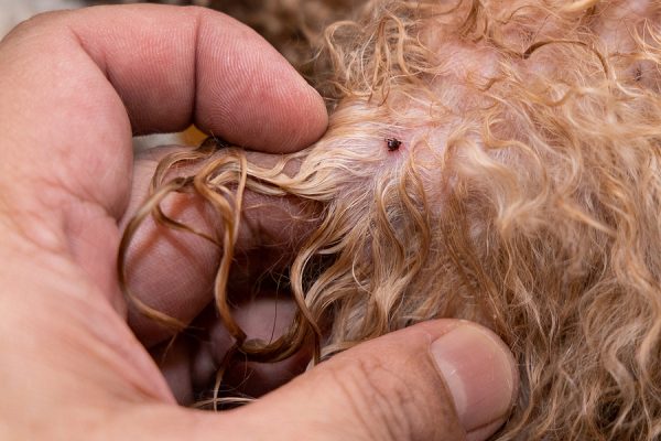 fleas on a dog