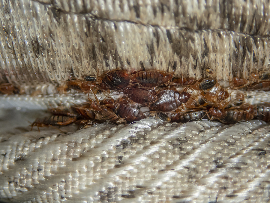 bed bugs infestation on mattress
