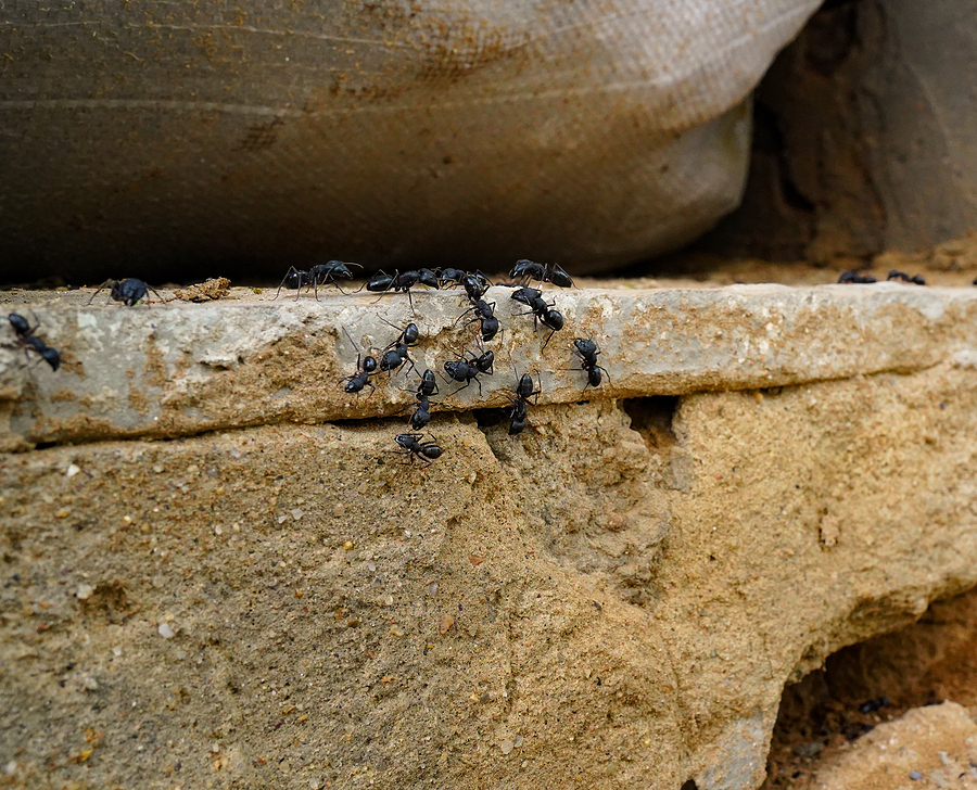 black ants destroying house