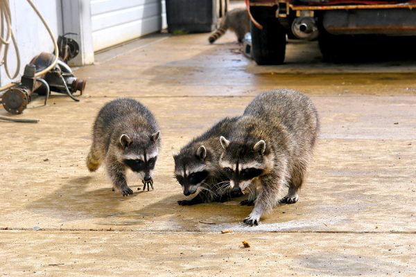 raccoons as pest during winter months