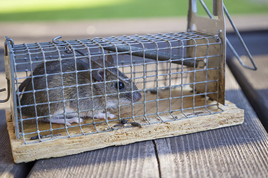 Mouse in mousetrap, rat cage on natural background. Rodent and pest control concept